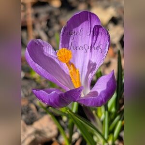 8x10 Original Nature Photography Of Purple & Yellow Crocus Bloom Photo Print